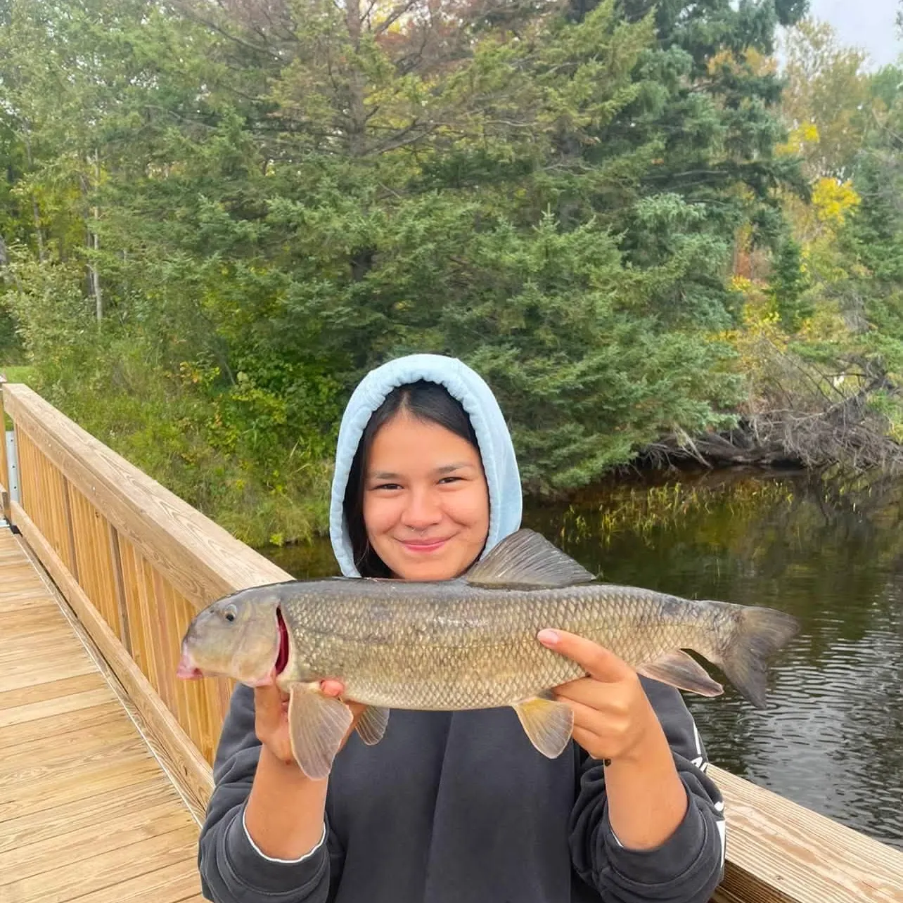 White sucker caught on Fishbrain