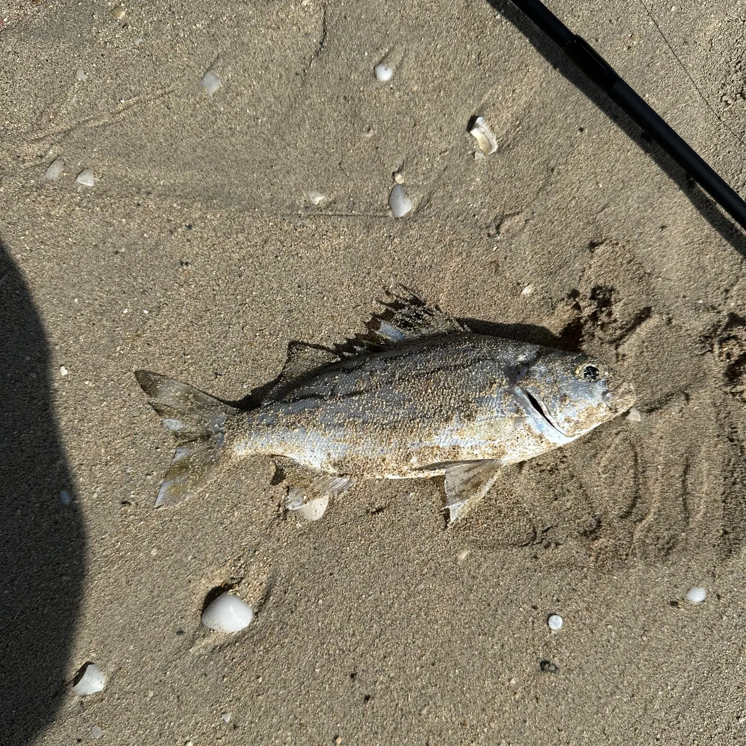The most recent Jarbua terapon catches on Fishbrain