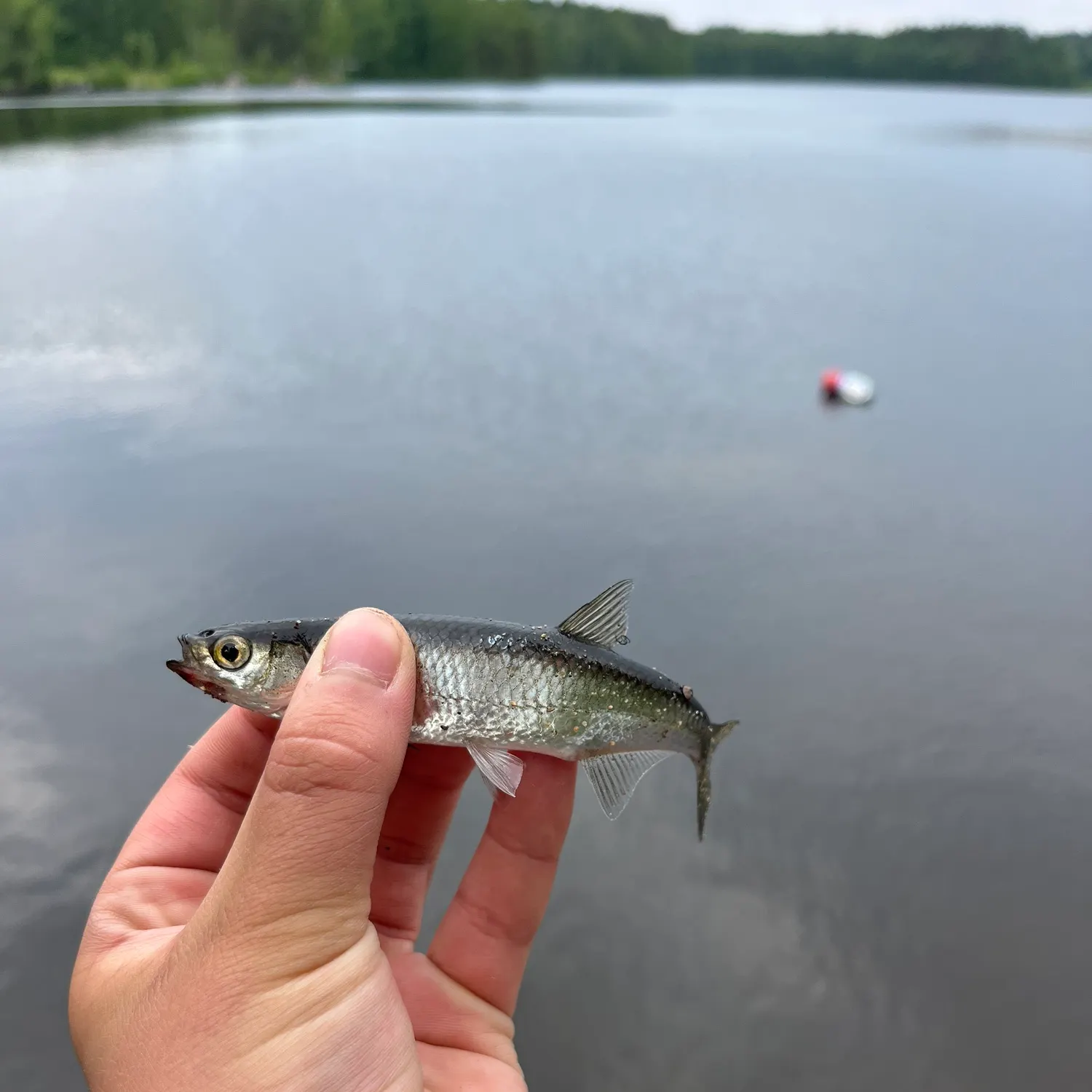 The most recent Common bleak catches on Fishbrain