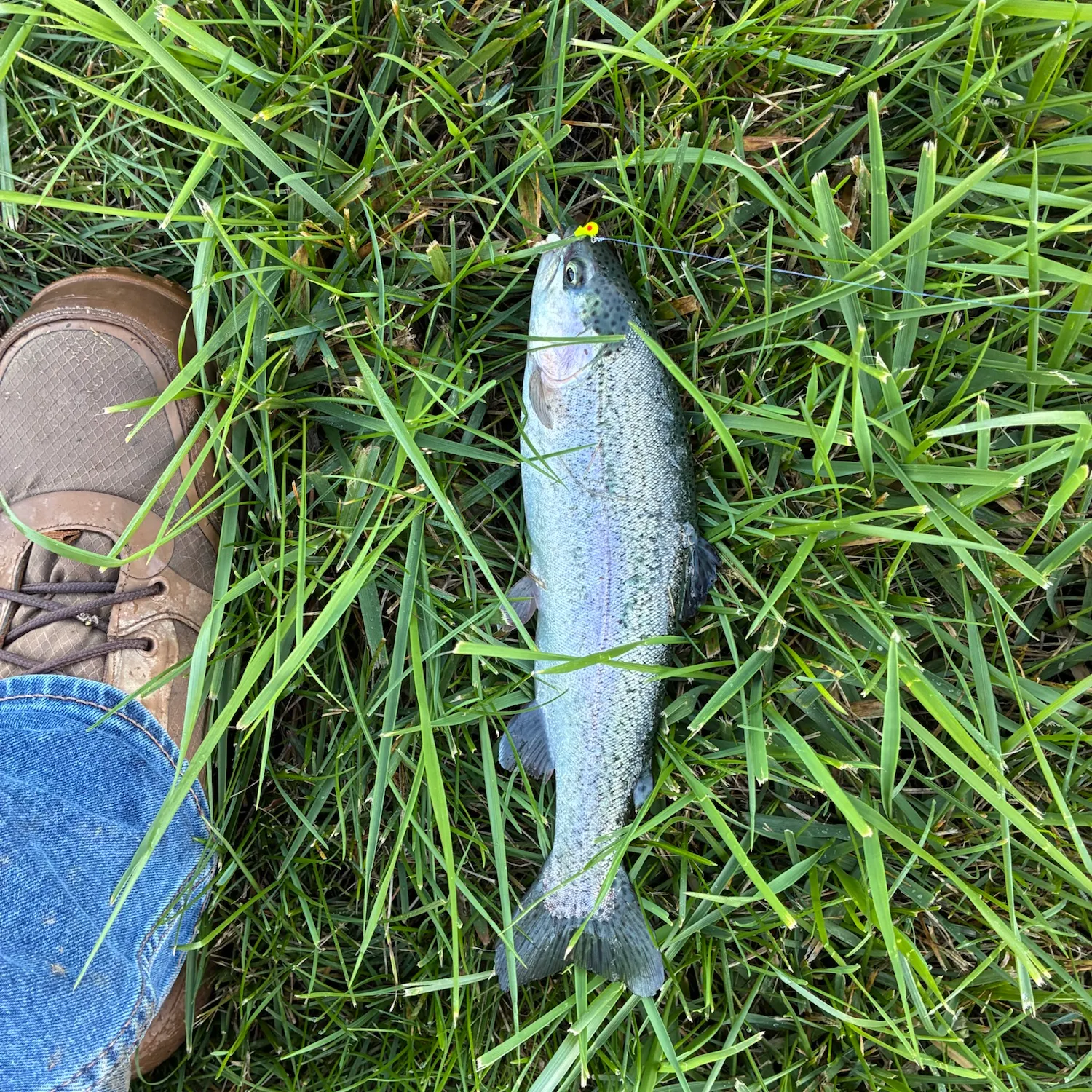 Rainbow trout caught on Fishbrain