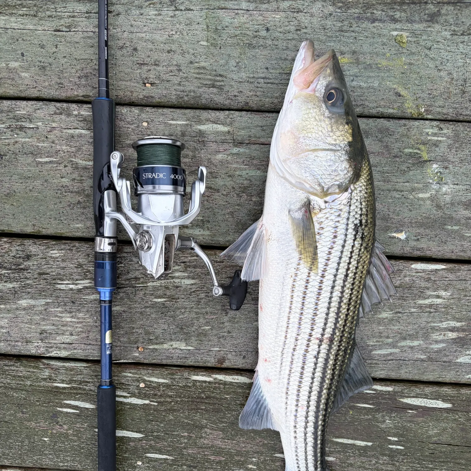 Striped bass caught on Fishbrain