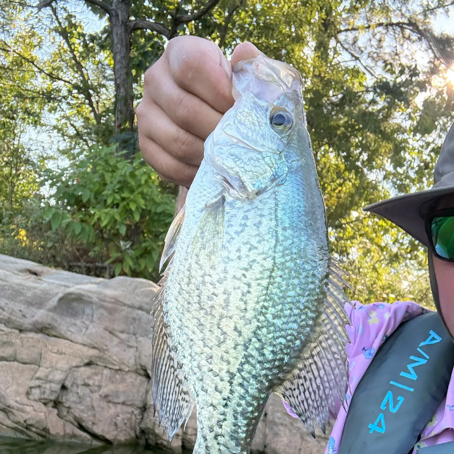 Black crappie caught on Fishbrain