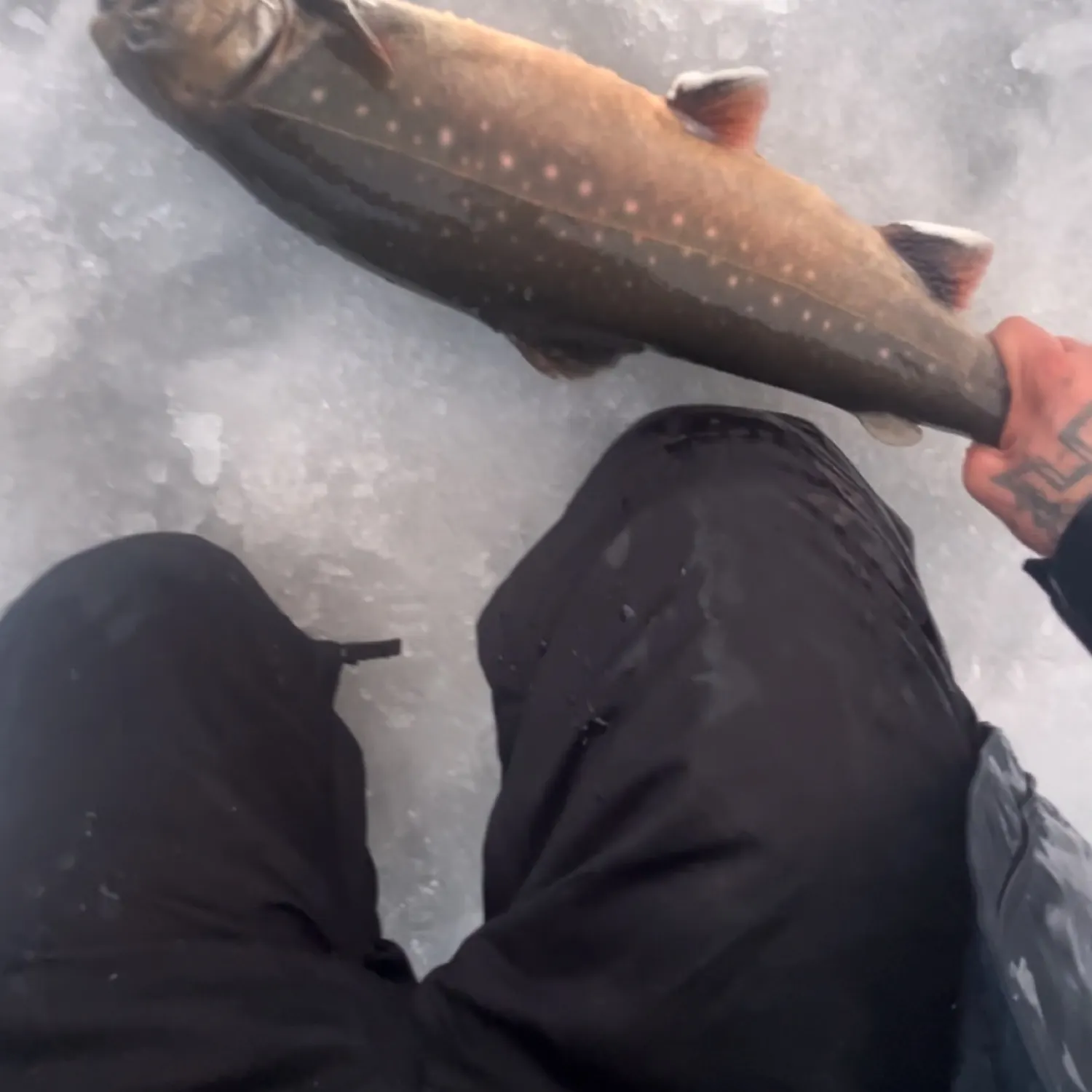 The most recent Arctic char catches on Fishbrain