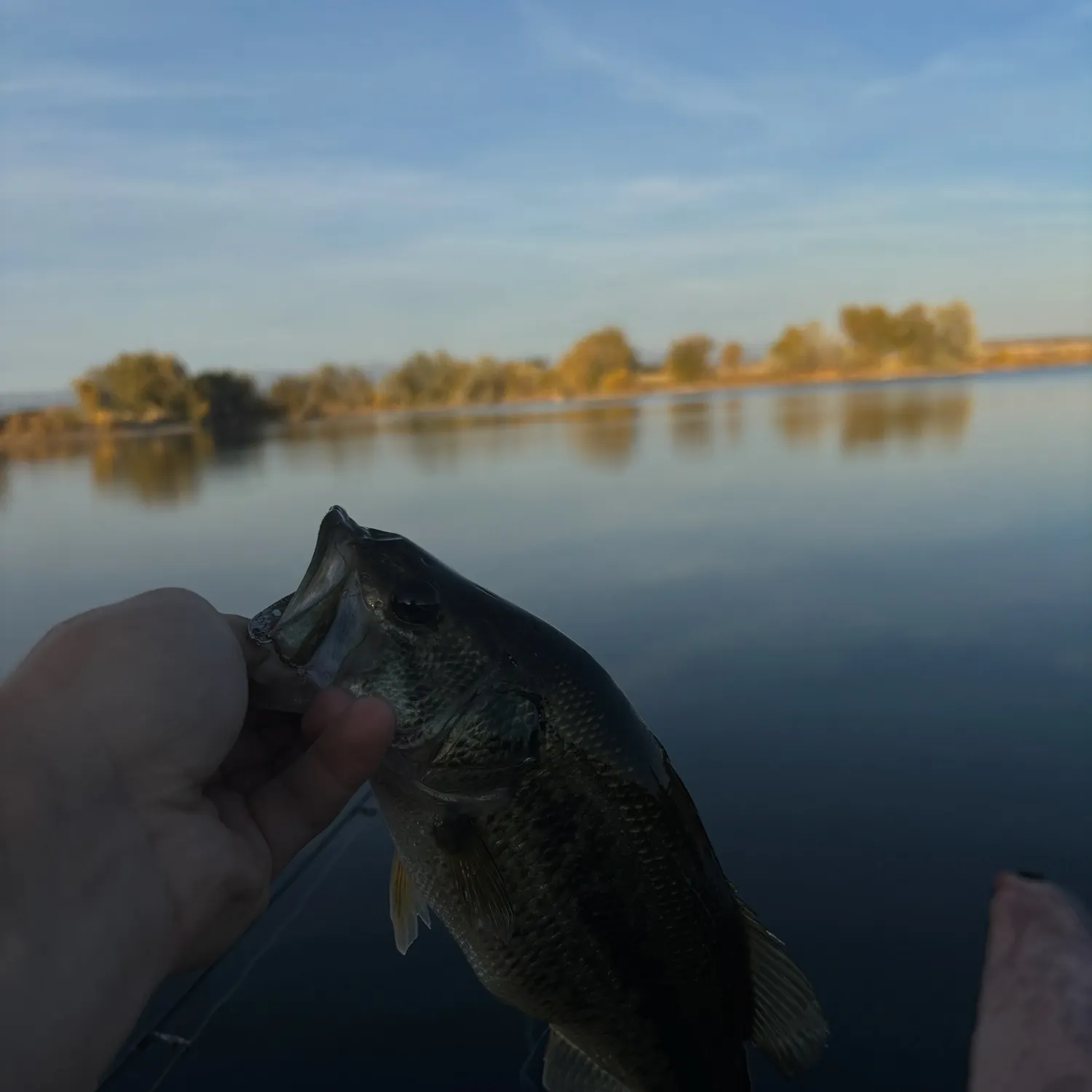 Fish caught on Fishbrain