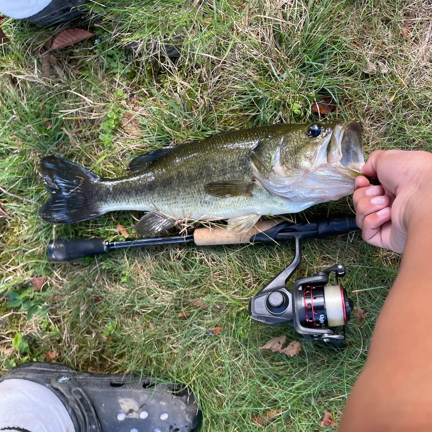 Largemouth bass caught on Fishbrain