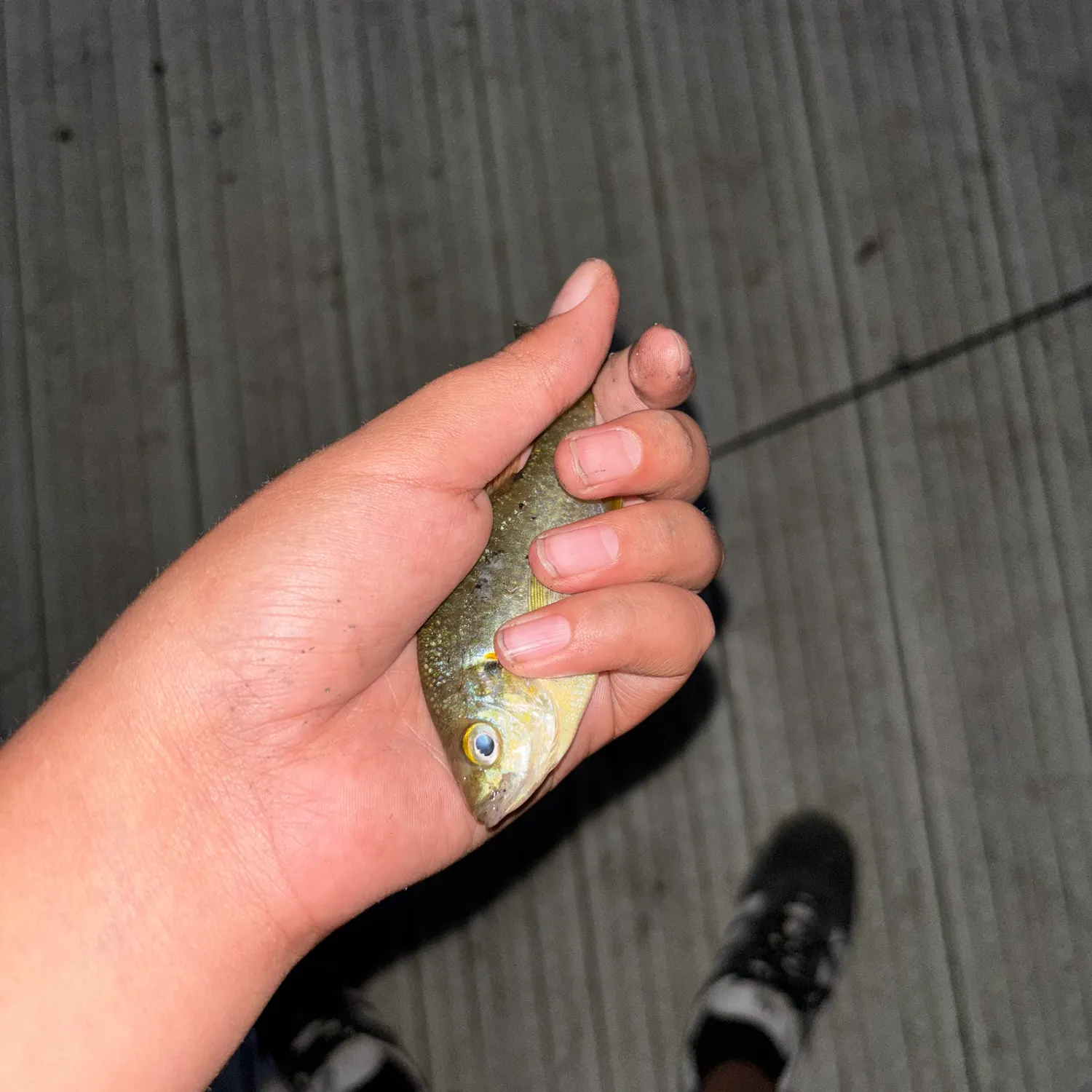 The most recent Redear sunfish catches on Fishbrain