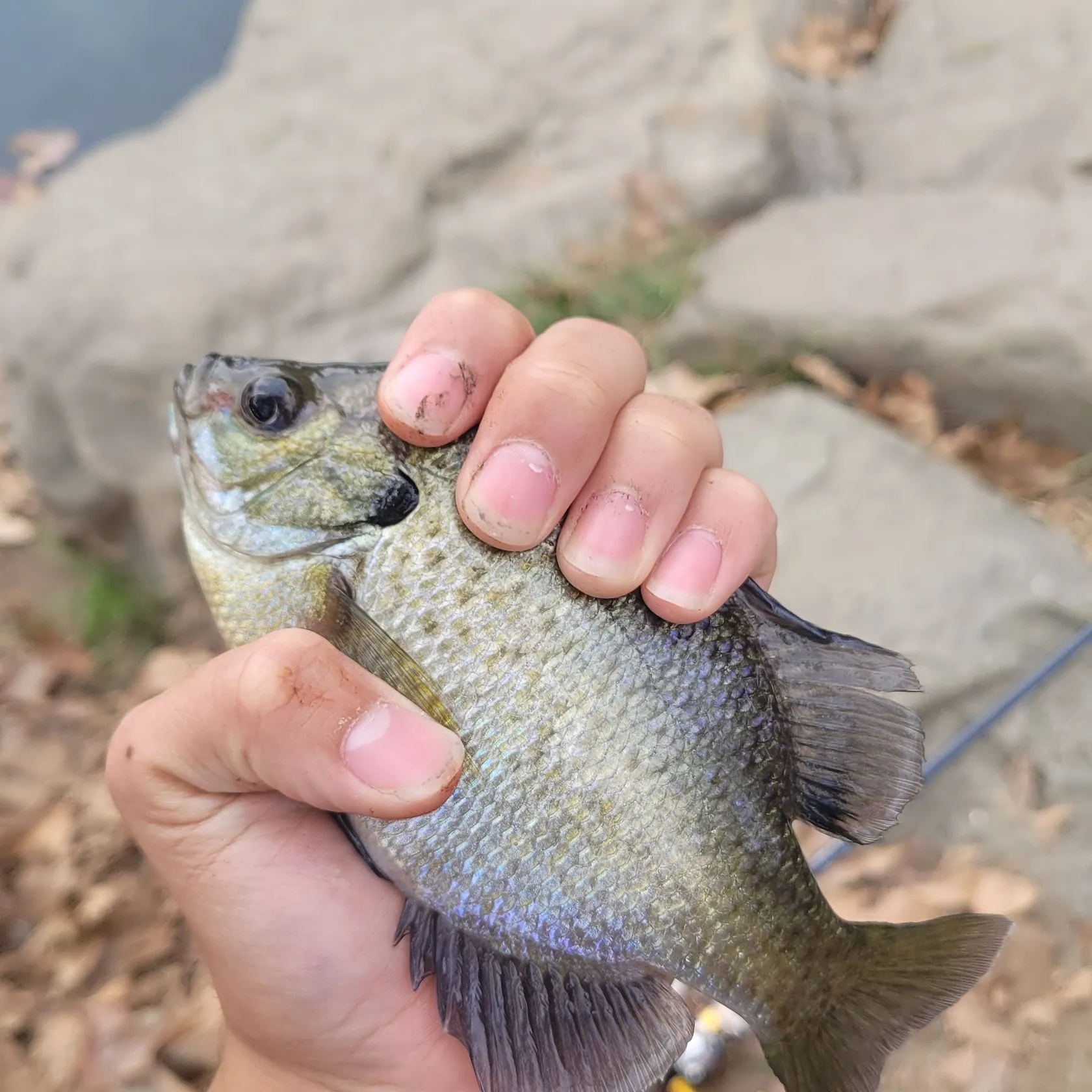 Bluegill caught on Fishbrain