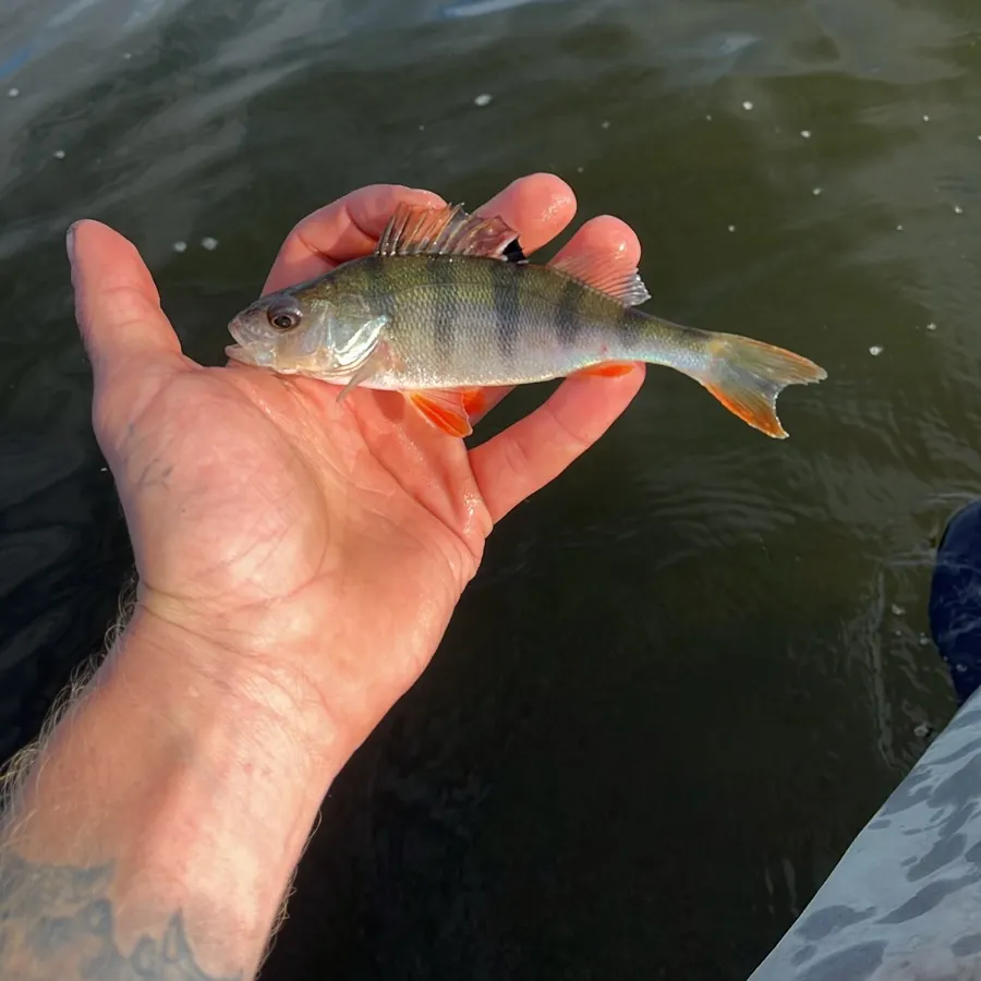 European perch caught on Fishbrain