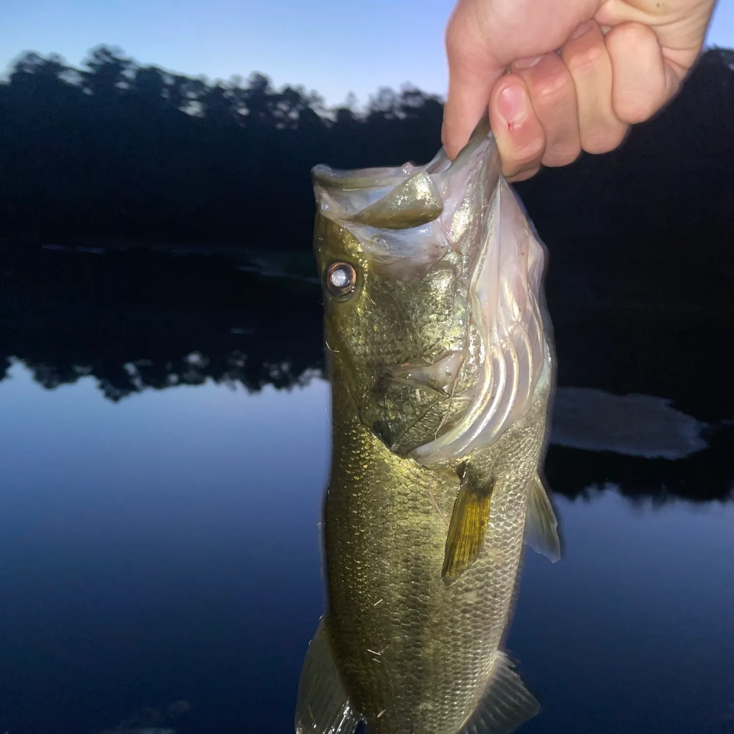 Largemouth bass caught on Fishbrain