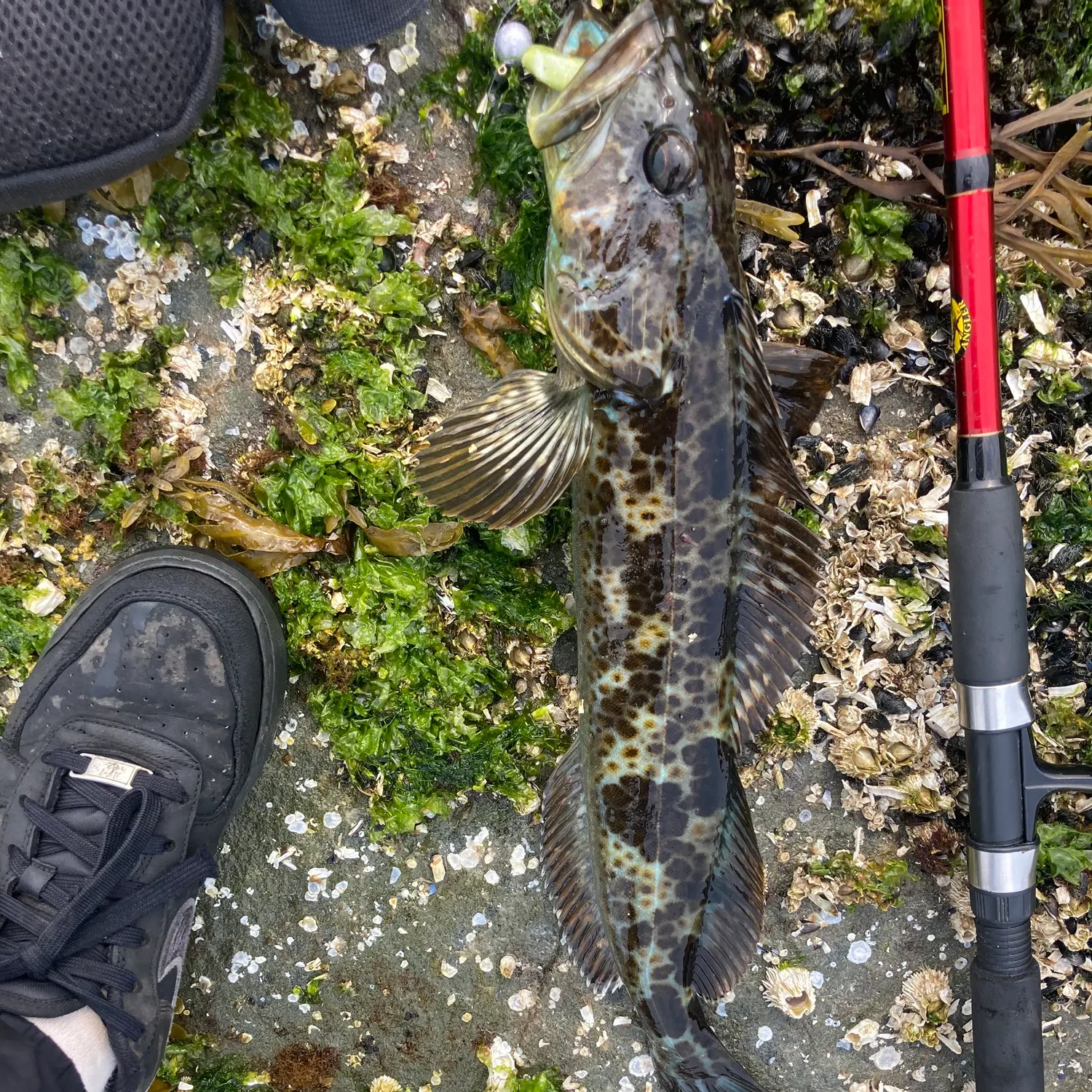 The most recent Lingcod catches on Fishbrain