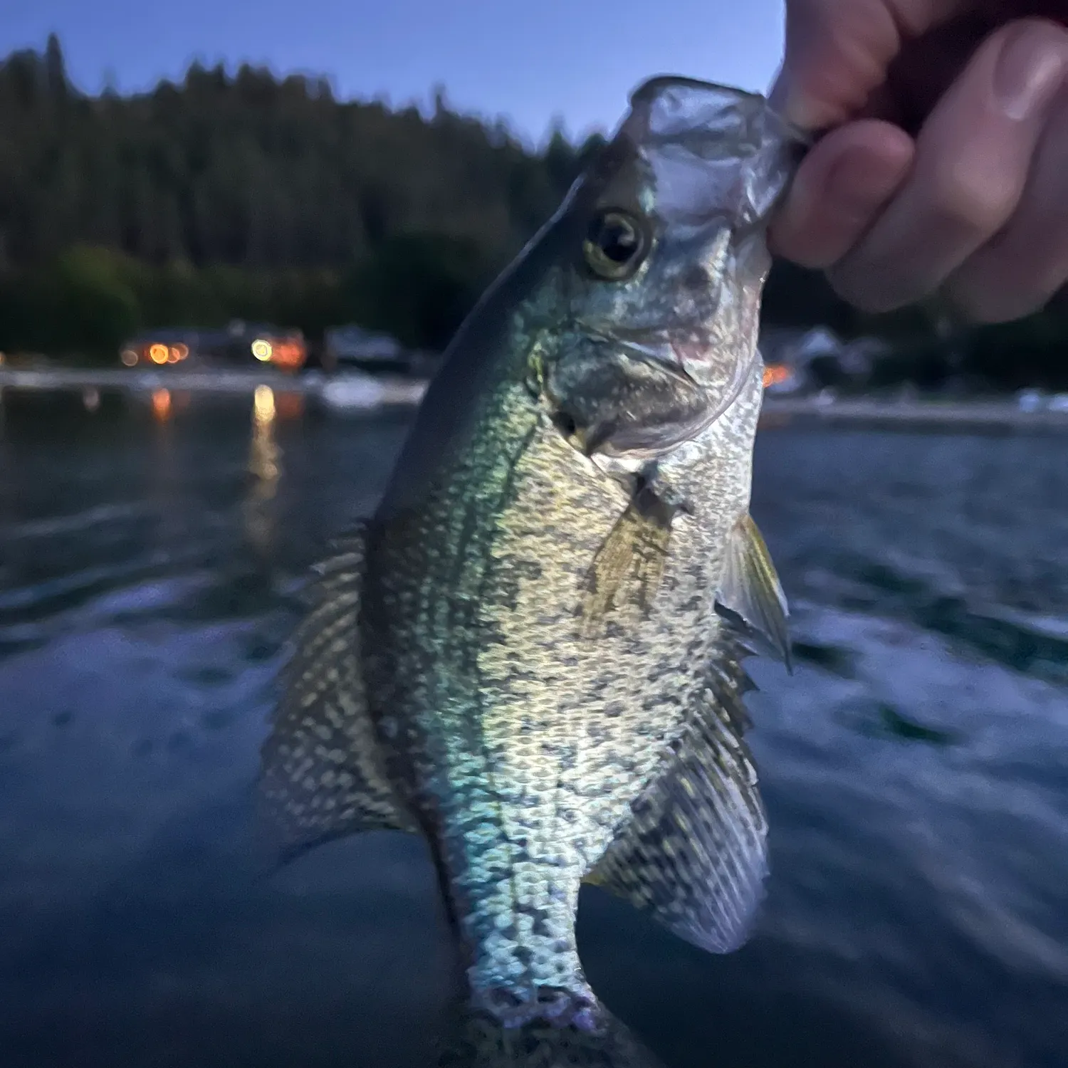 Black crappie caught on Fishbrain