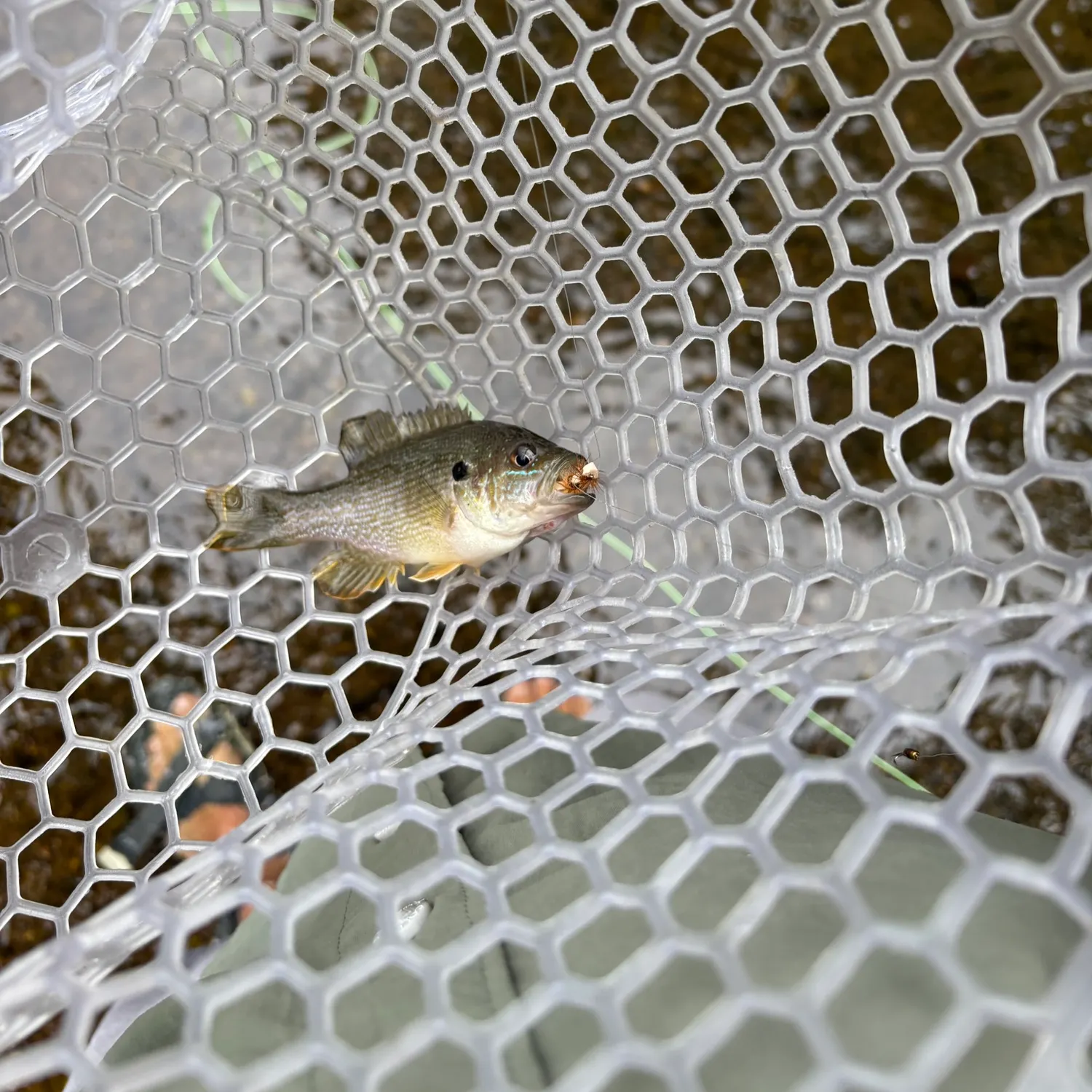 Green sunfish caught on Fishbrain