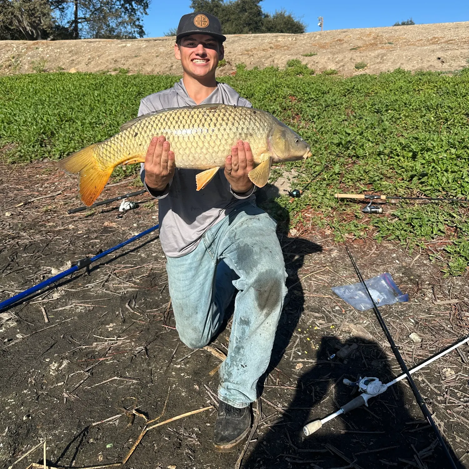 Common carp caught on Fishbrain