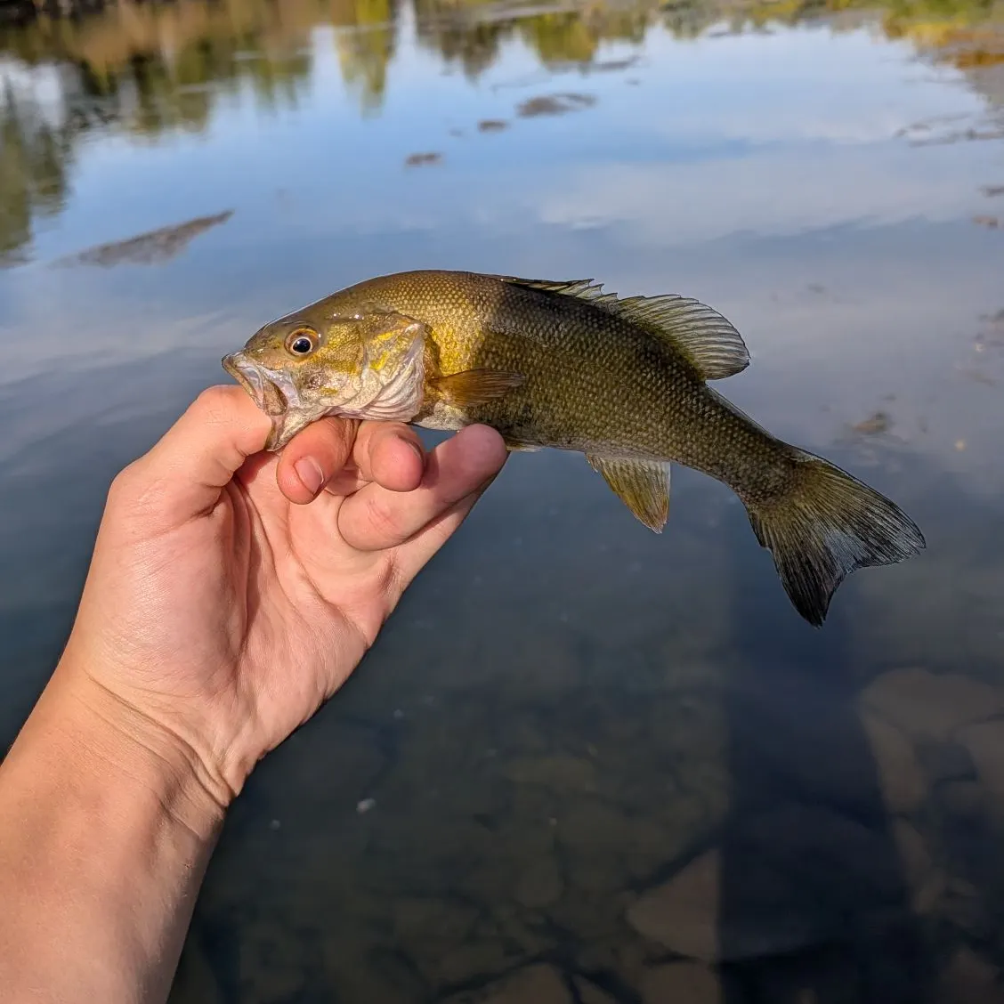 Smallmouth bass caught on Fishbrain