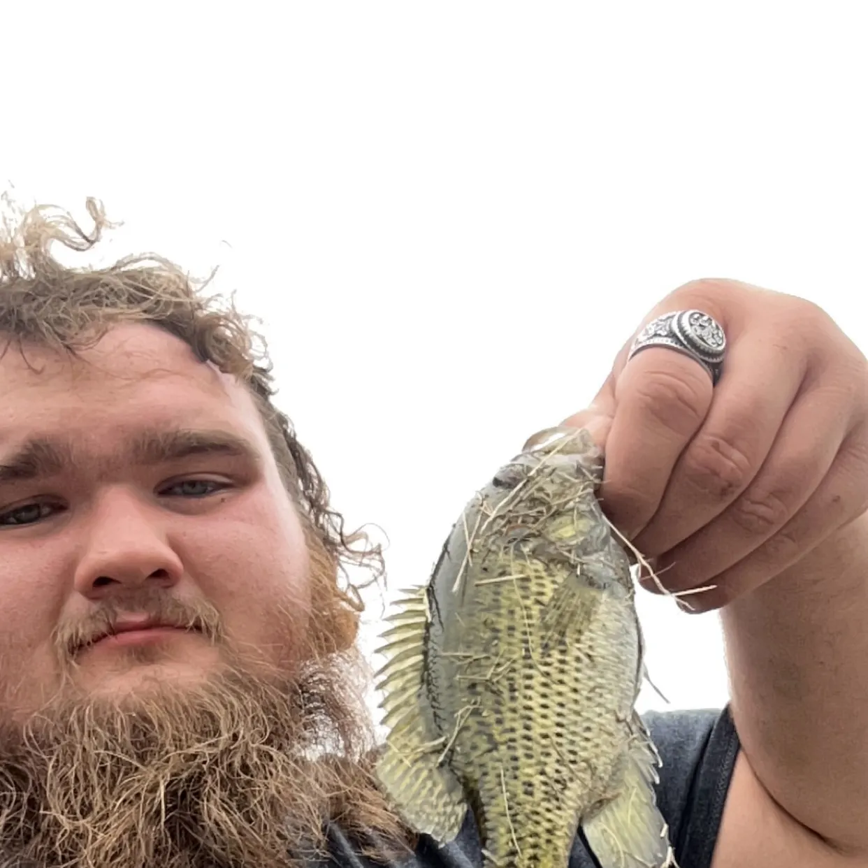 Rock bass caught on Fishbrain