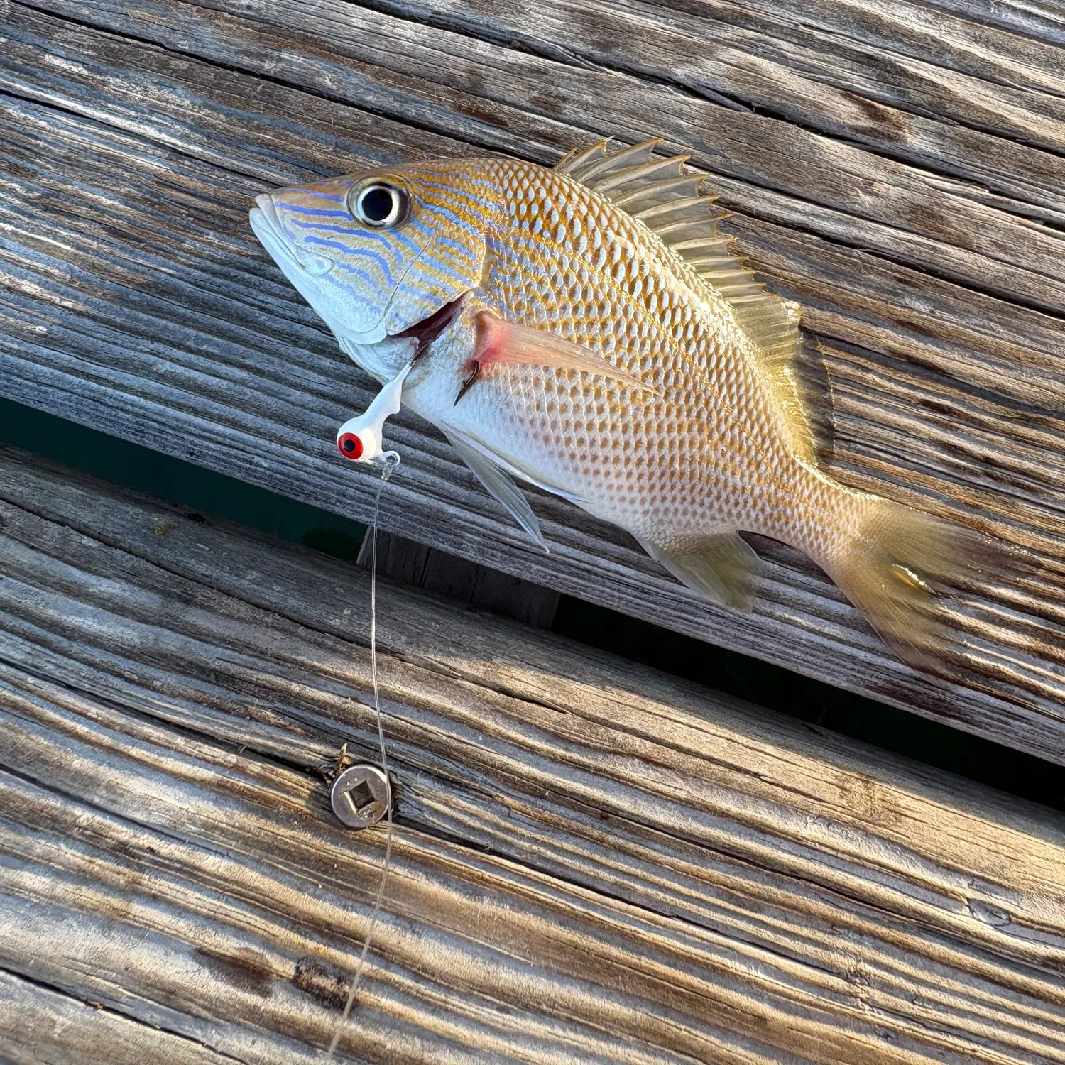 The most recent White grunt catches on Fishbrain