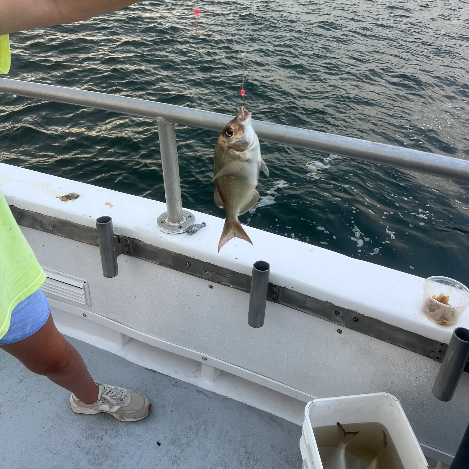 Scup caught on Fishbrain
