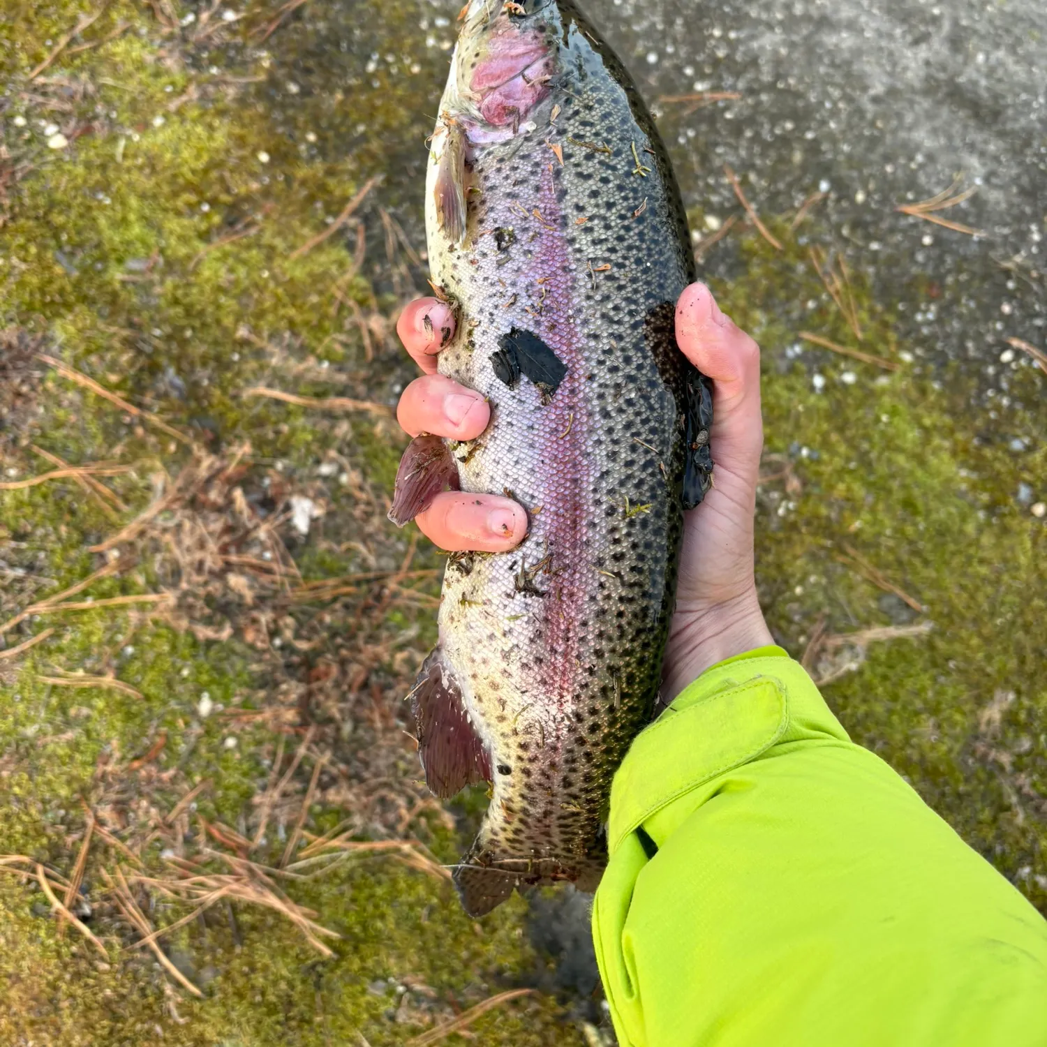 recently logged catches