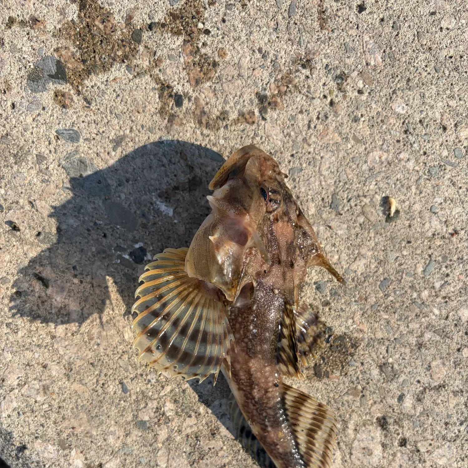 The most recent Longhorn sculpin catches on Fishbrain