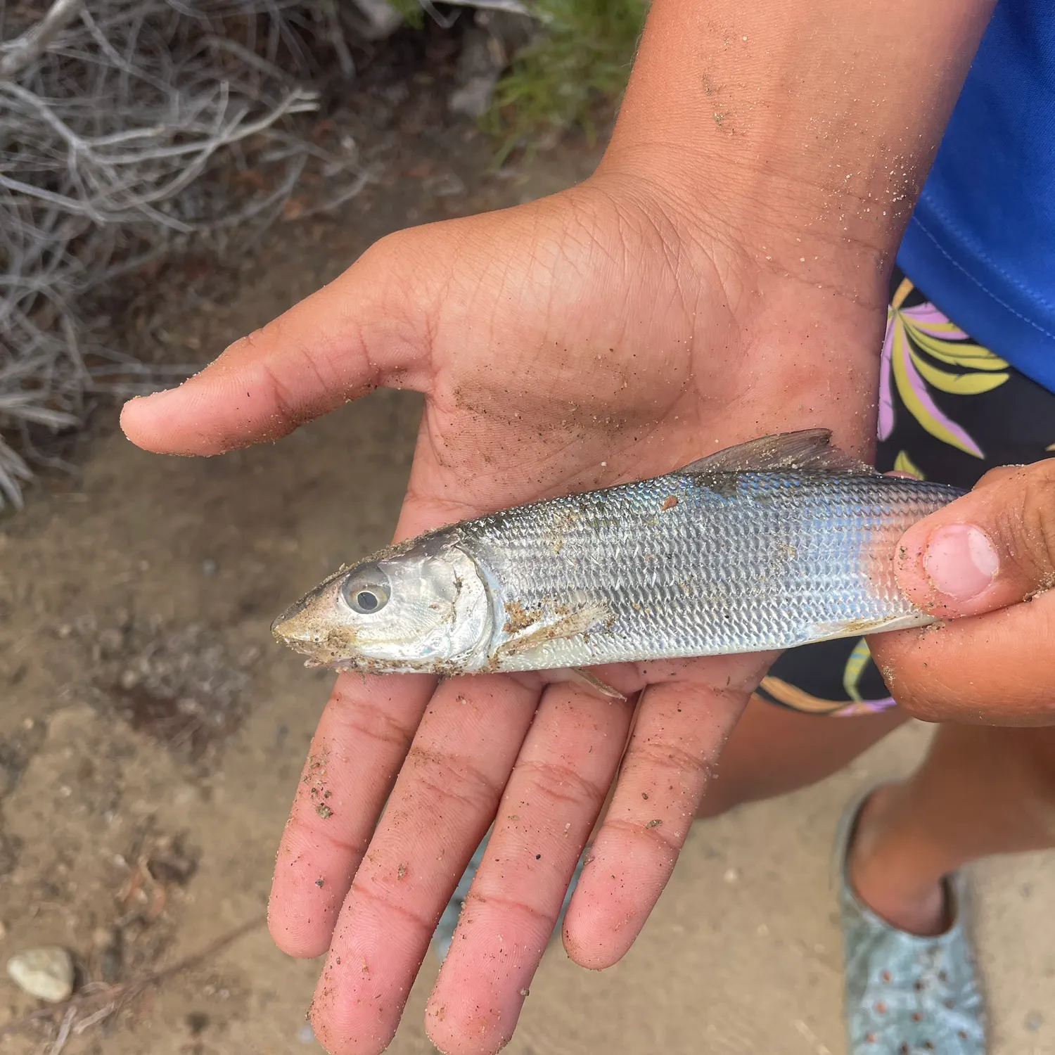 The most recent West Atlantic bonefish catches on Fishbrain