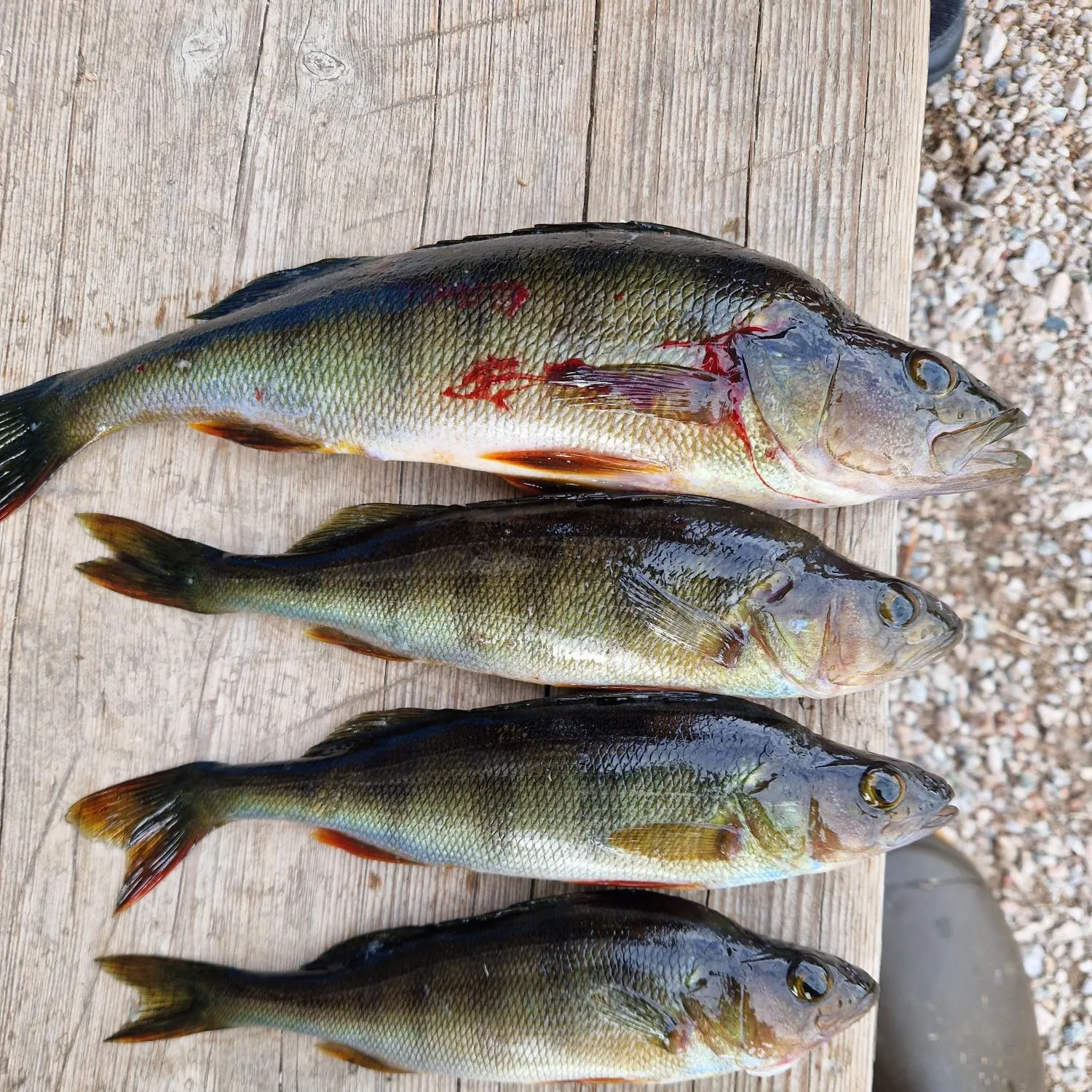 European perch caught on Fishbrain