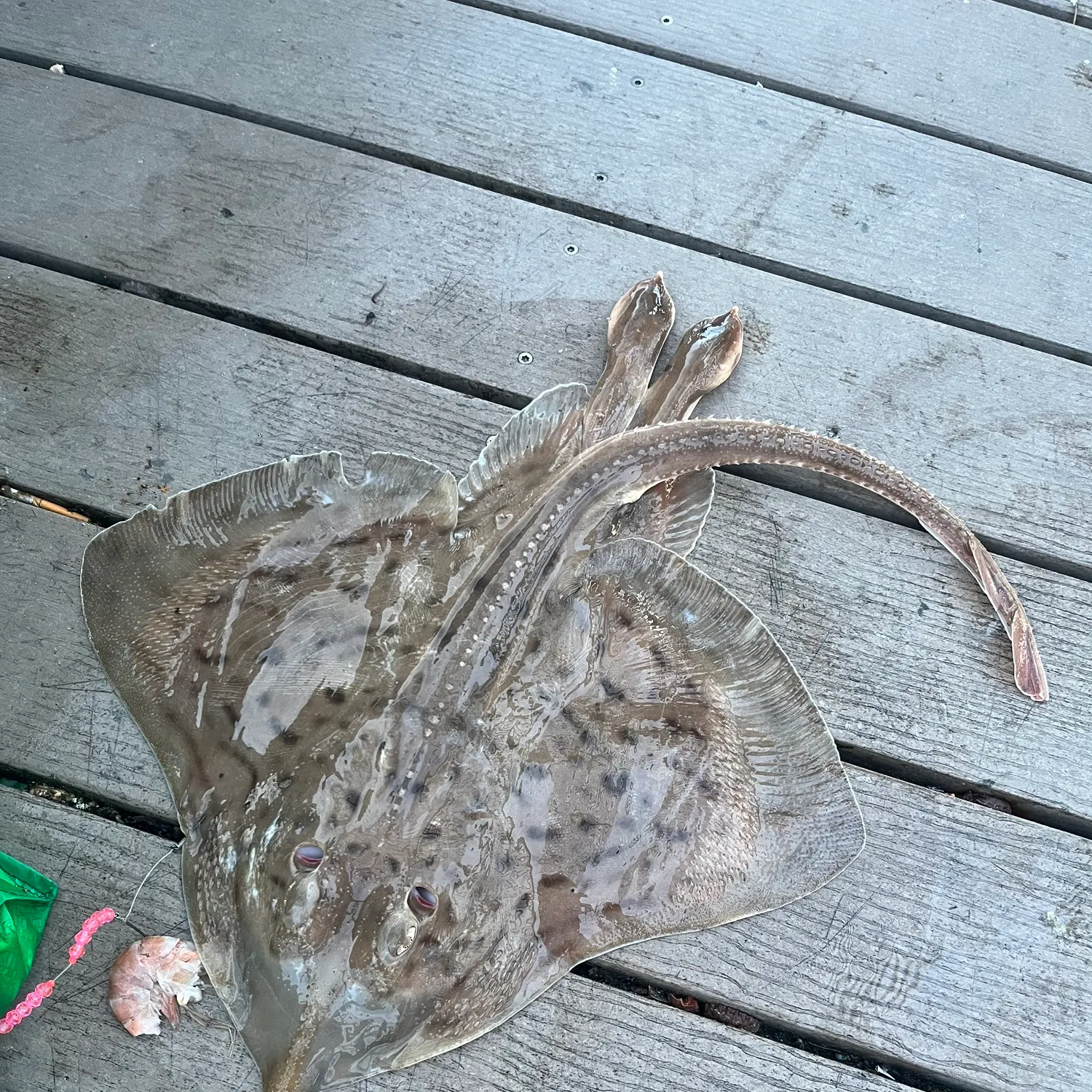 The most recent Atlantic stingray catches on Fishbrain