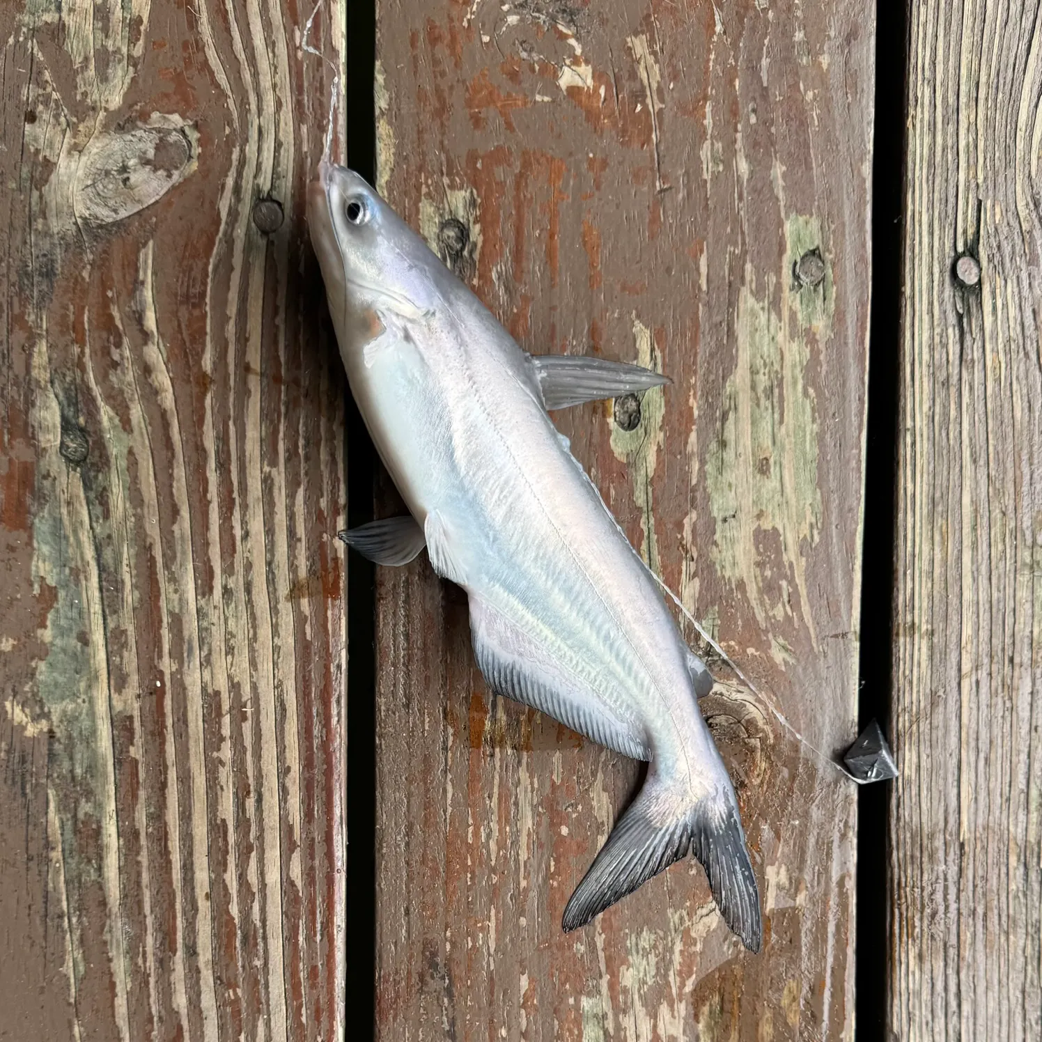 The most recent Blue catfish catches on Fishbrain