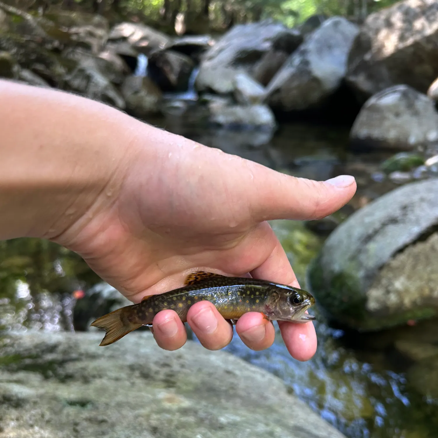 Brook trout caught on Fishbrain