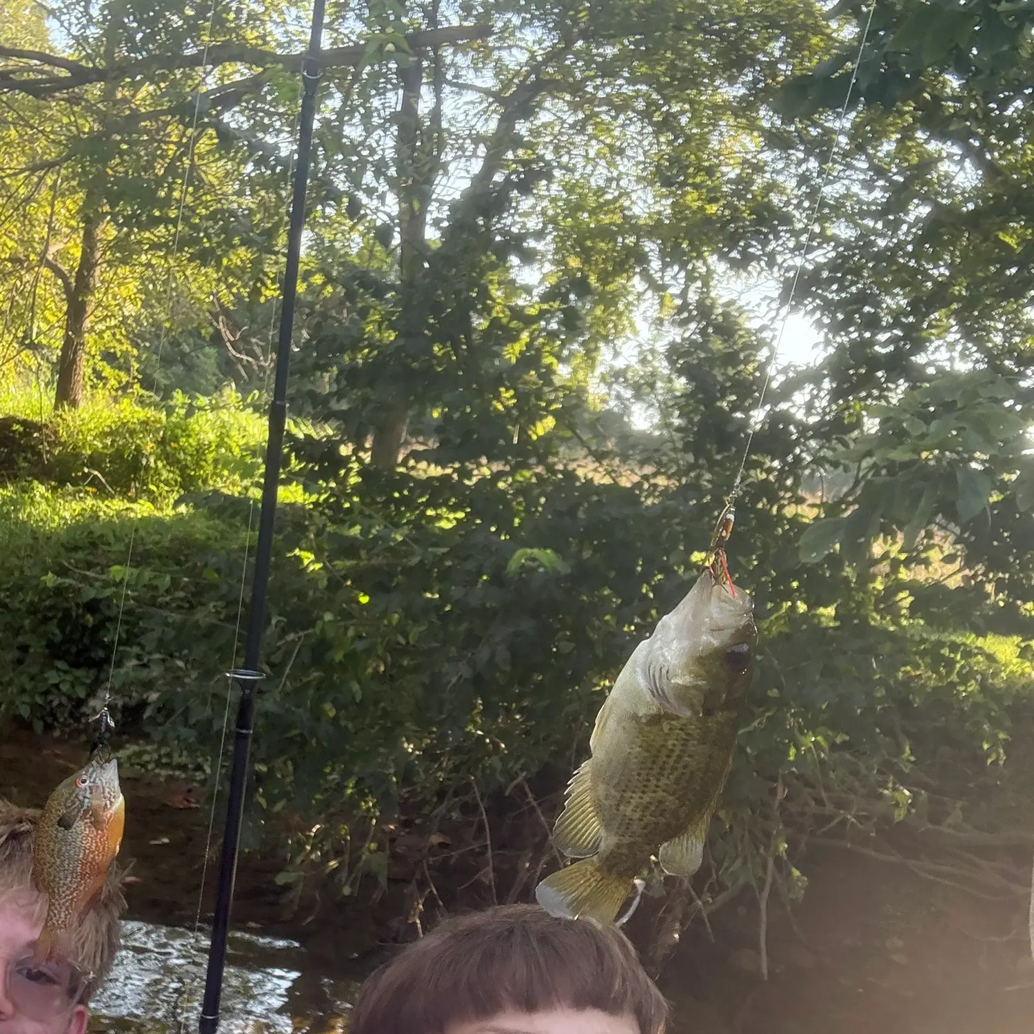 Rock bass caught on Fishbrain