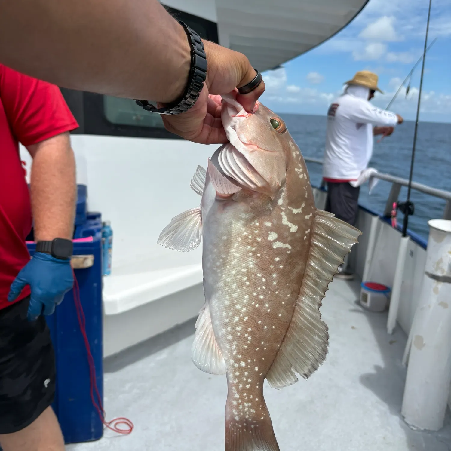 The most recent Red grouper catches on Fishbrain