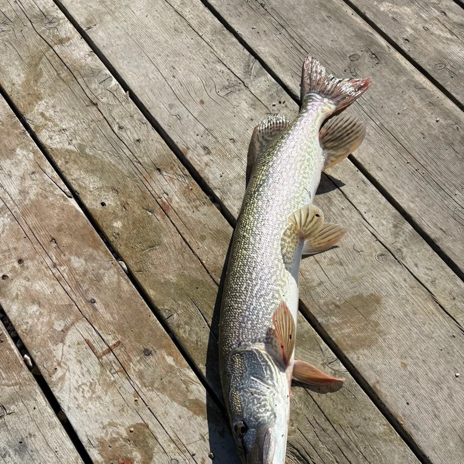 Northern pike caught on Fishbrain