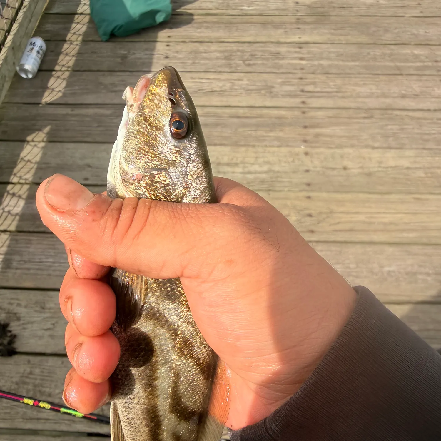 Northern kingcroaker caught on Fishbrain