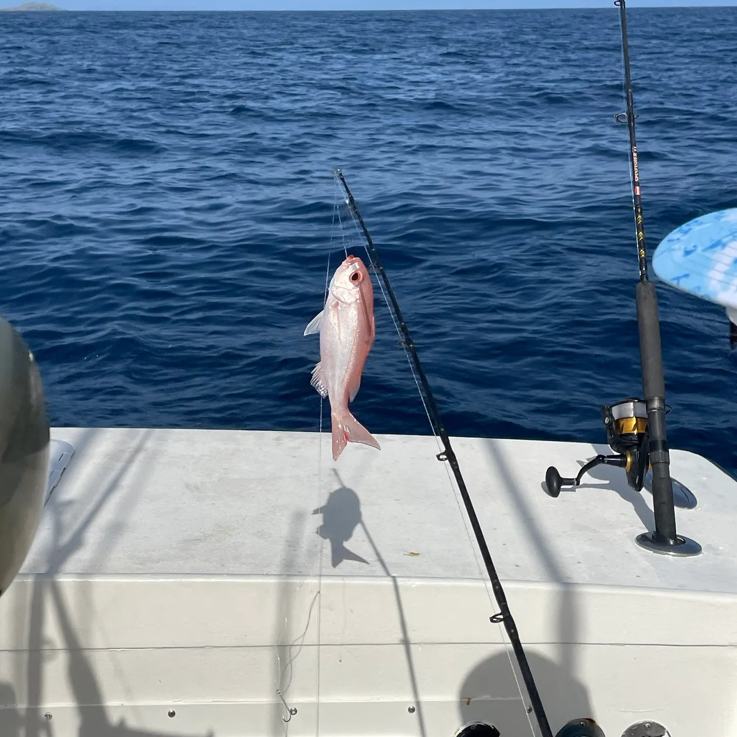 The most recent Northern red snapper catches on Fishbrain