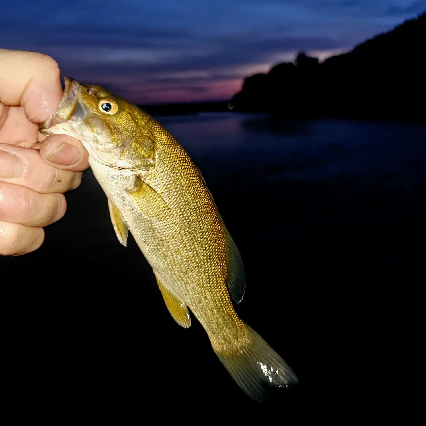 Smallmouth bass caught on Fishbrain