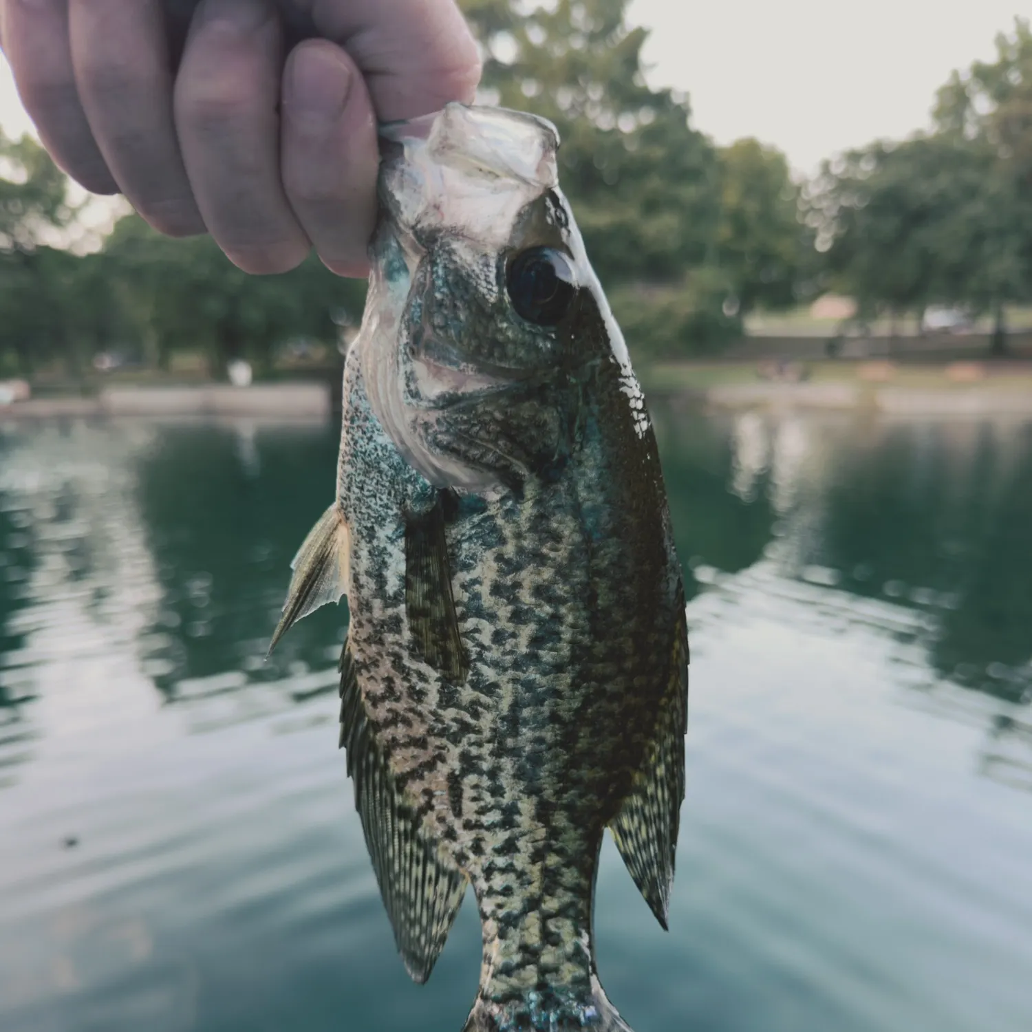Black crappie caught on Fishbrain