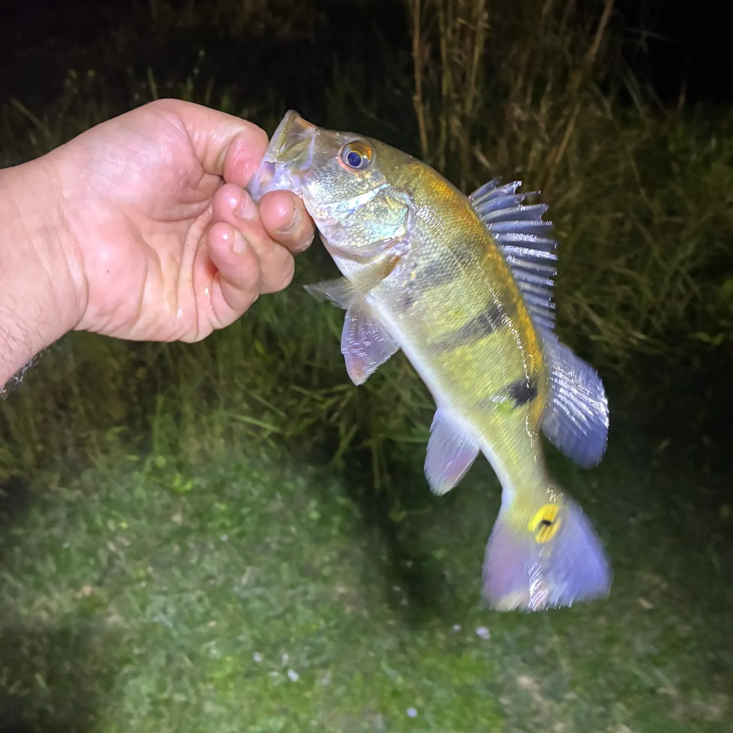 The most recent Speckled peacock bass catches on Fishbrain