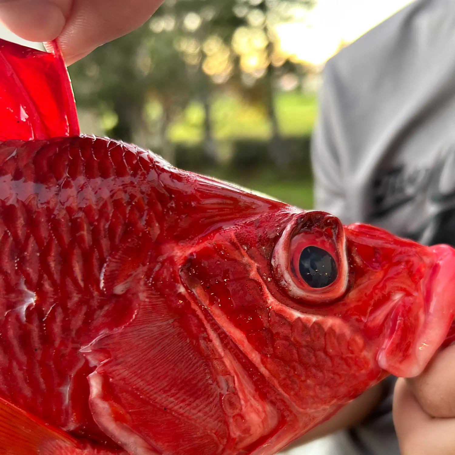 The most recent Sabre squirrelfish catches on Fishbrain