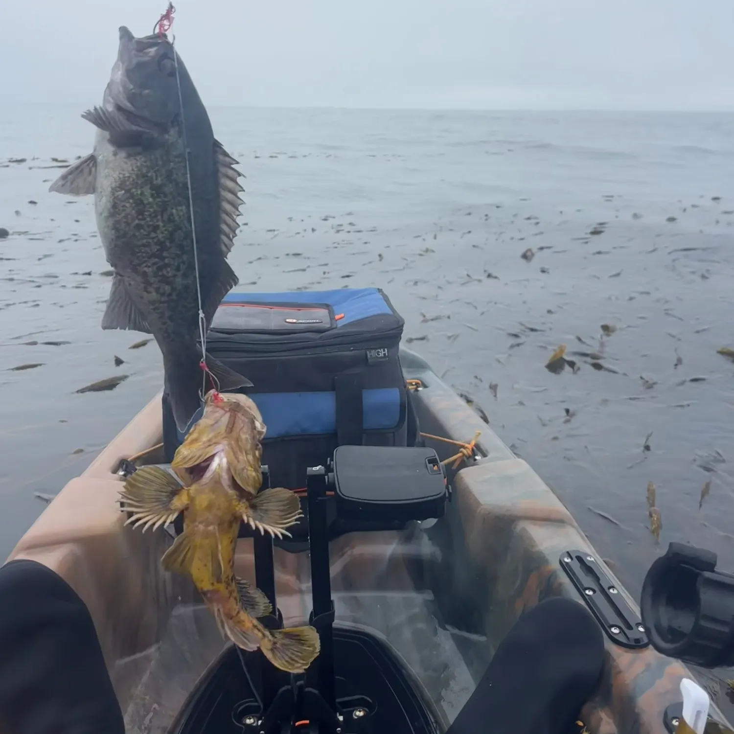 The most recent Blue rockfish catches on Fishbrain