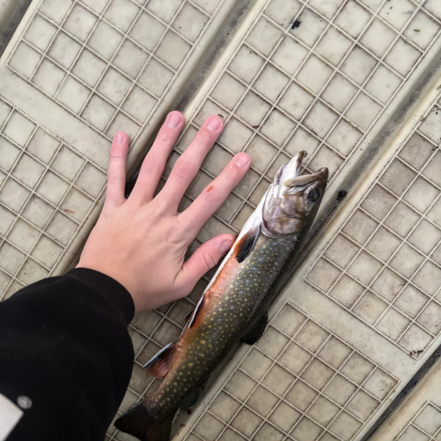 Brook trout caught on Fishbrain
