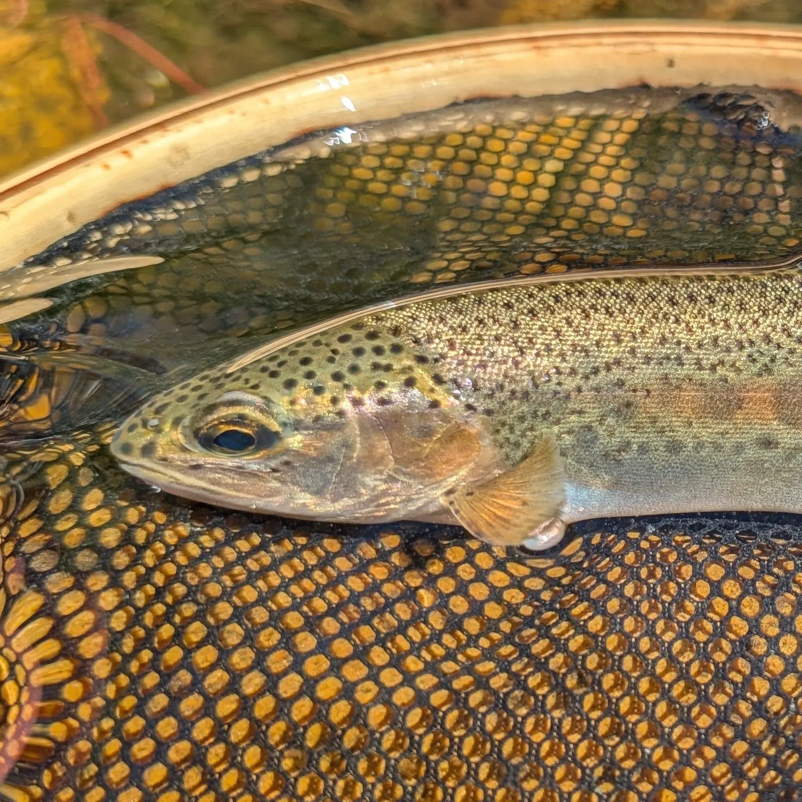 The most recent Kern River Rainbow Trout catches on Fishbrain