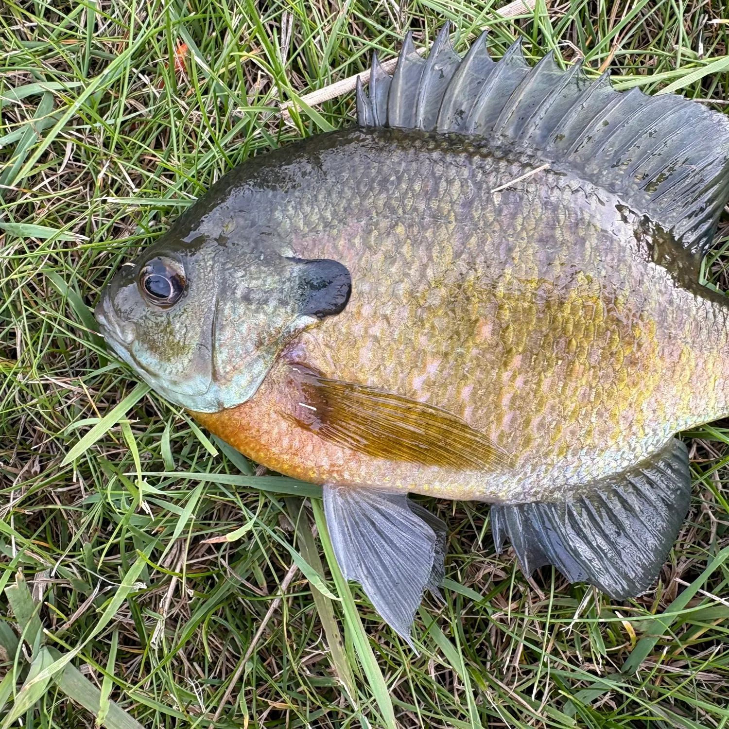 Bluegill caught on Fishbrain