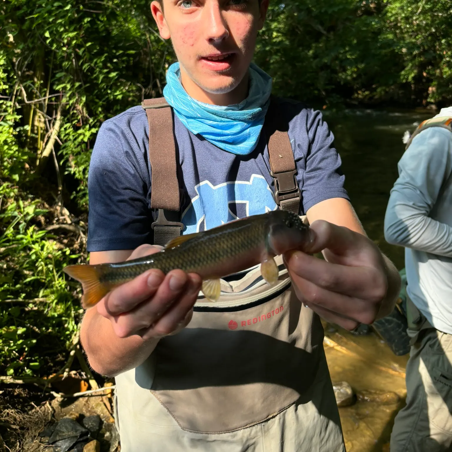 The most recent Hornyhead chub catches on Fishbrain