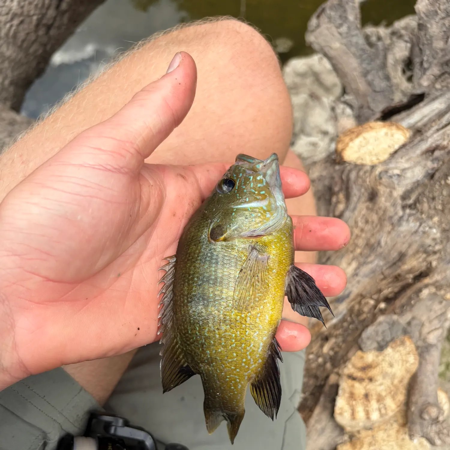 Green sunfish caught on Fishbrain