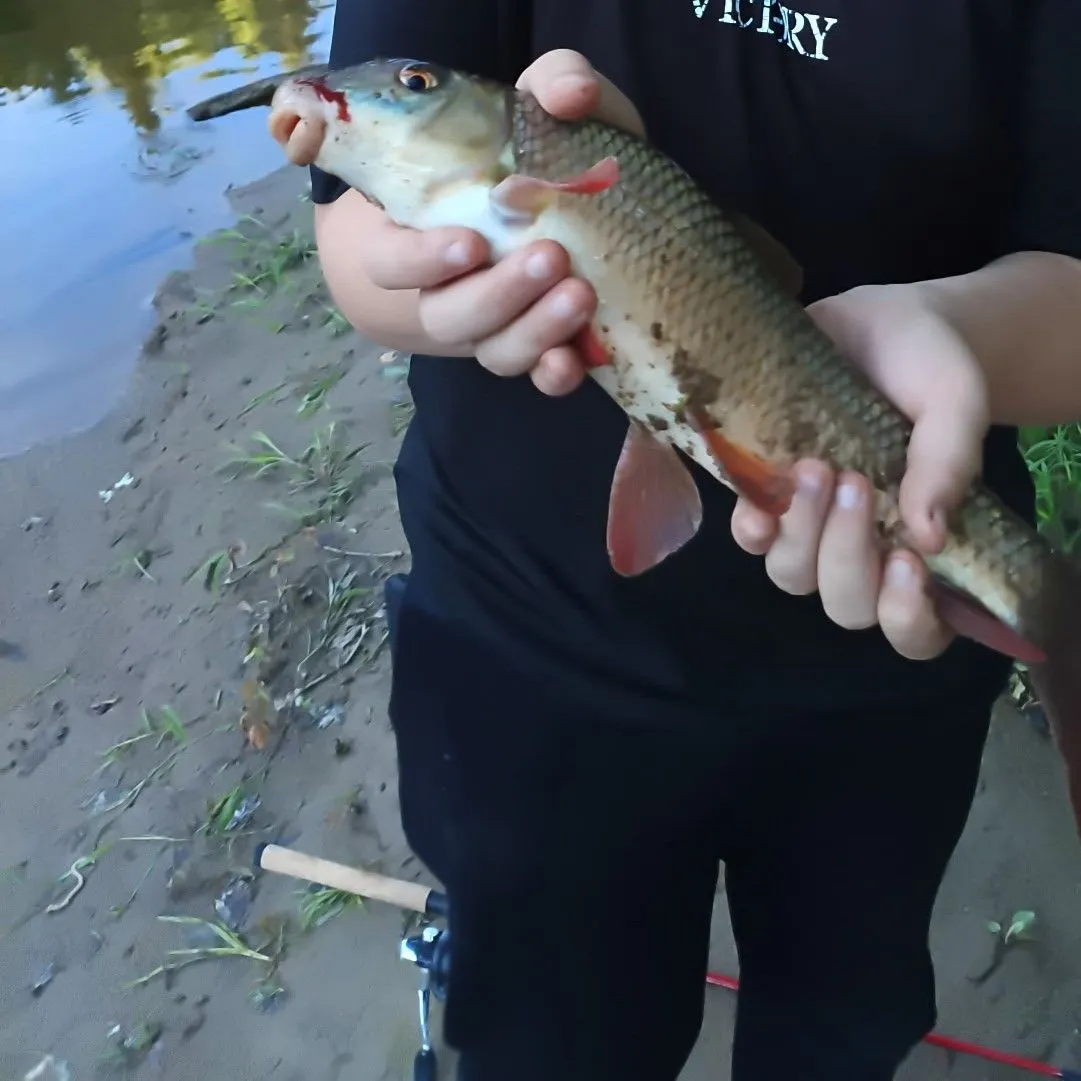 The most recent Greater redhorse catches on Fishbrain