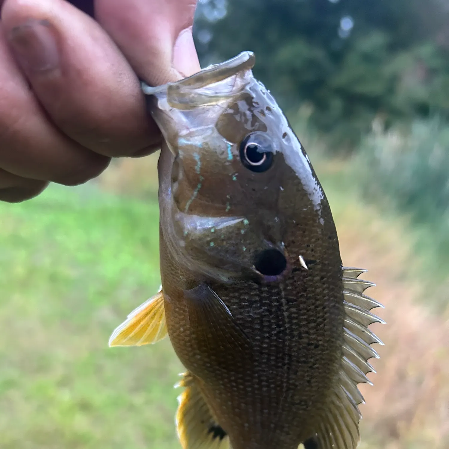 Green sunfish caught on Fishbrain