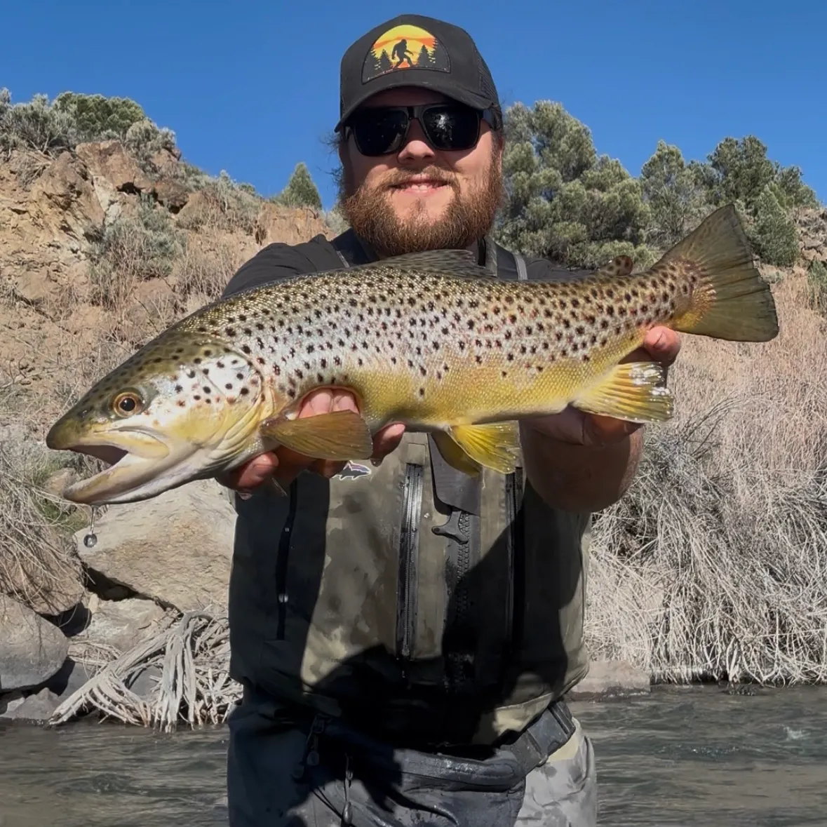 The most recent Brown trout catches on Fishbrain