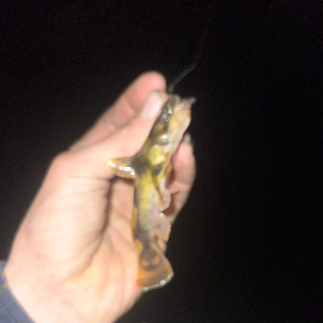 The most recent Northern madtom catches on Fishbrain