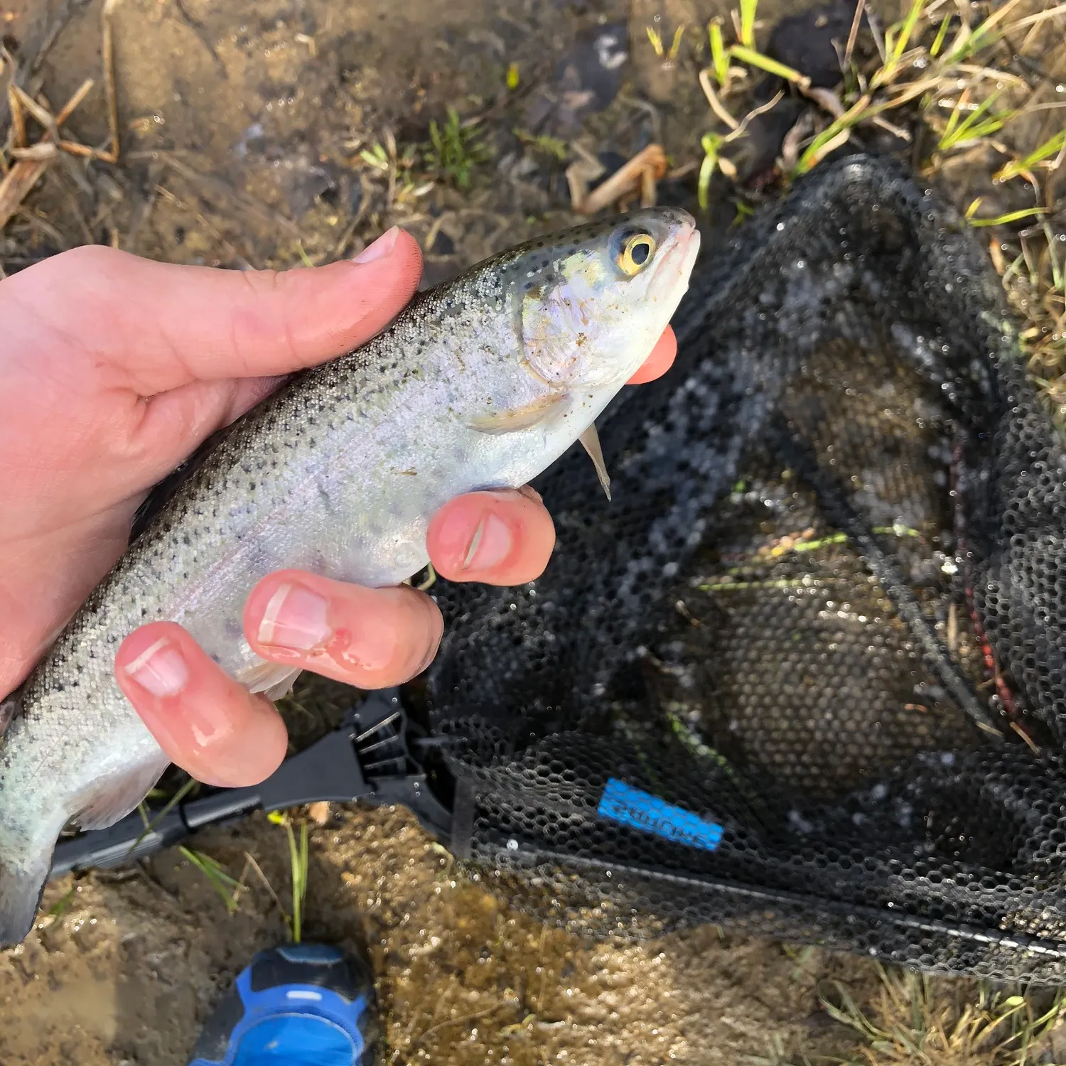 Rainbow trout caught on Fishbrain