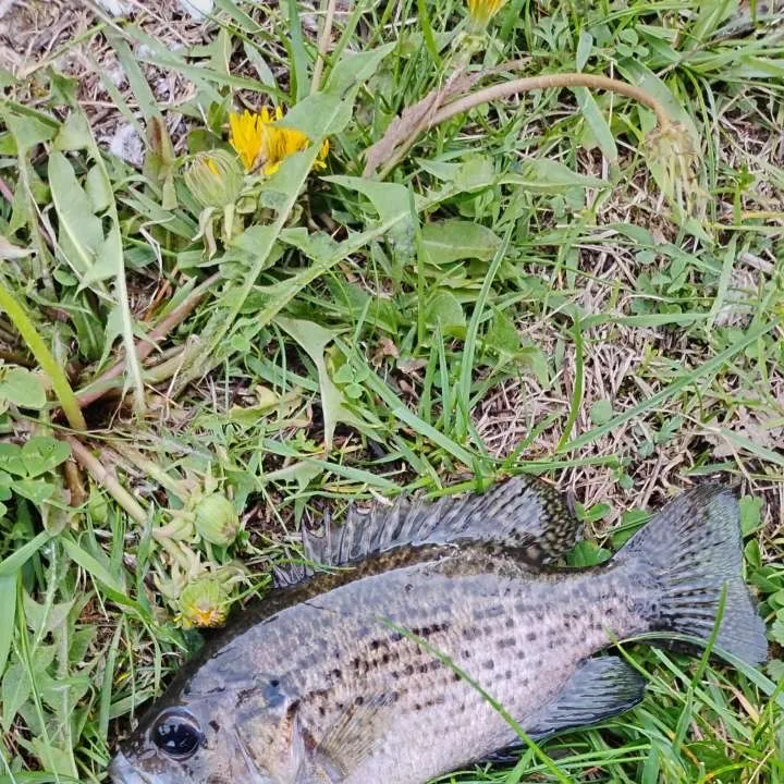 The most recent Roanoke bass catches on Fishbrain