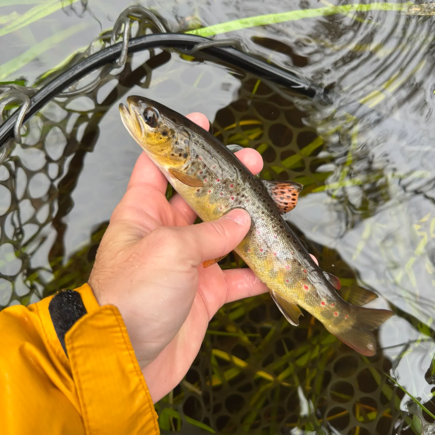 Brown trout caught on Fishbrain